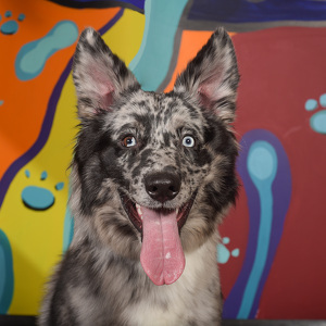 Fundraising Page: Dustin Hayward